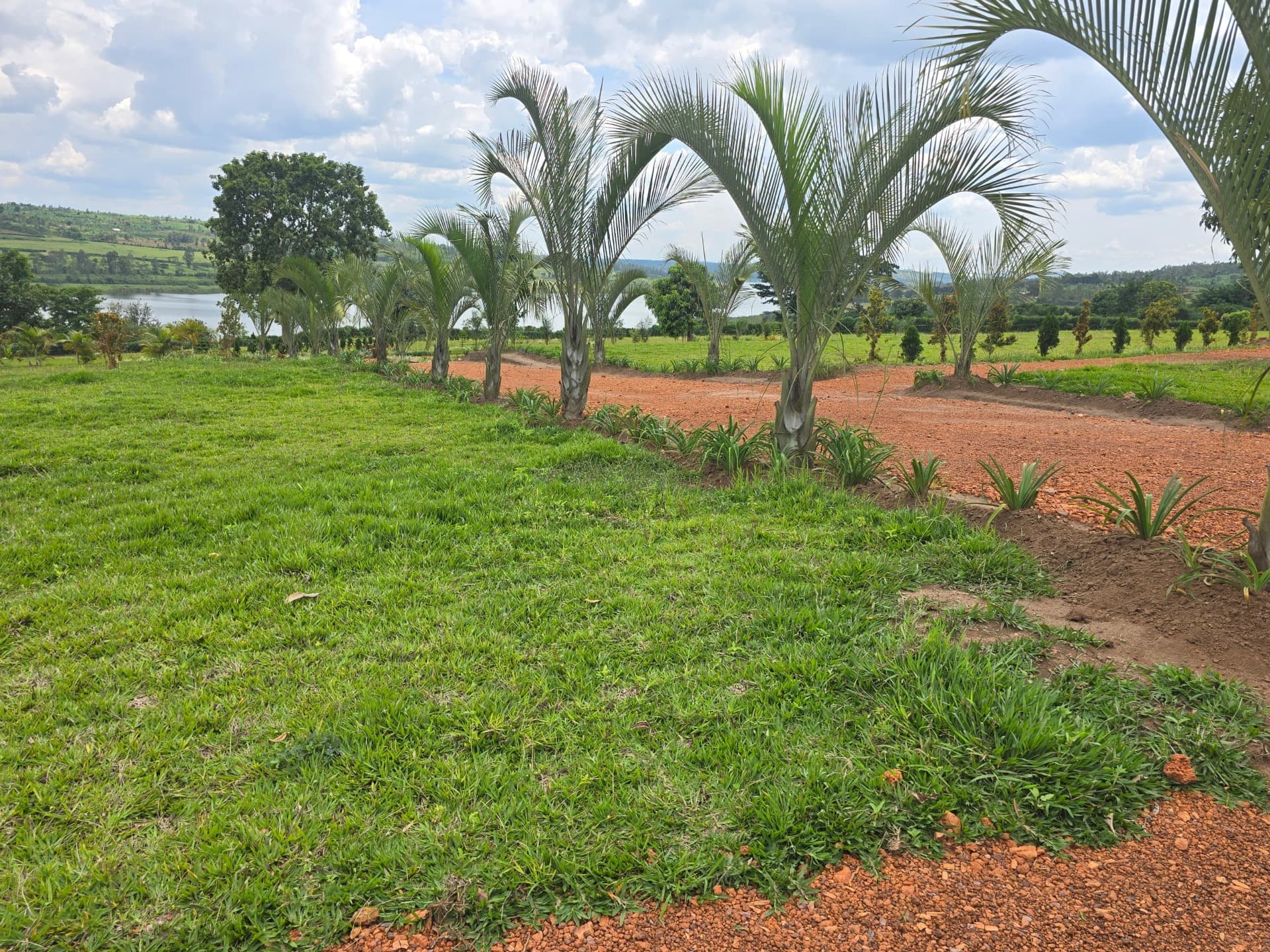 LAND FOR SALE IN MUHAZI - view 3