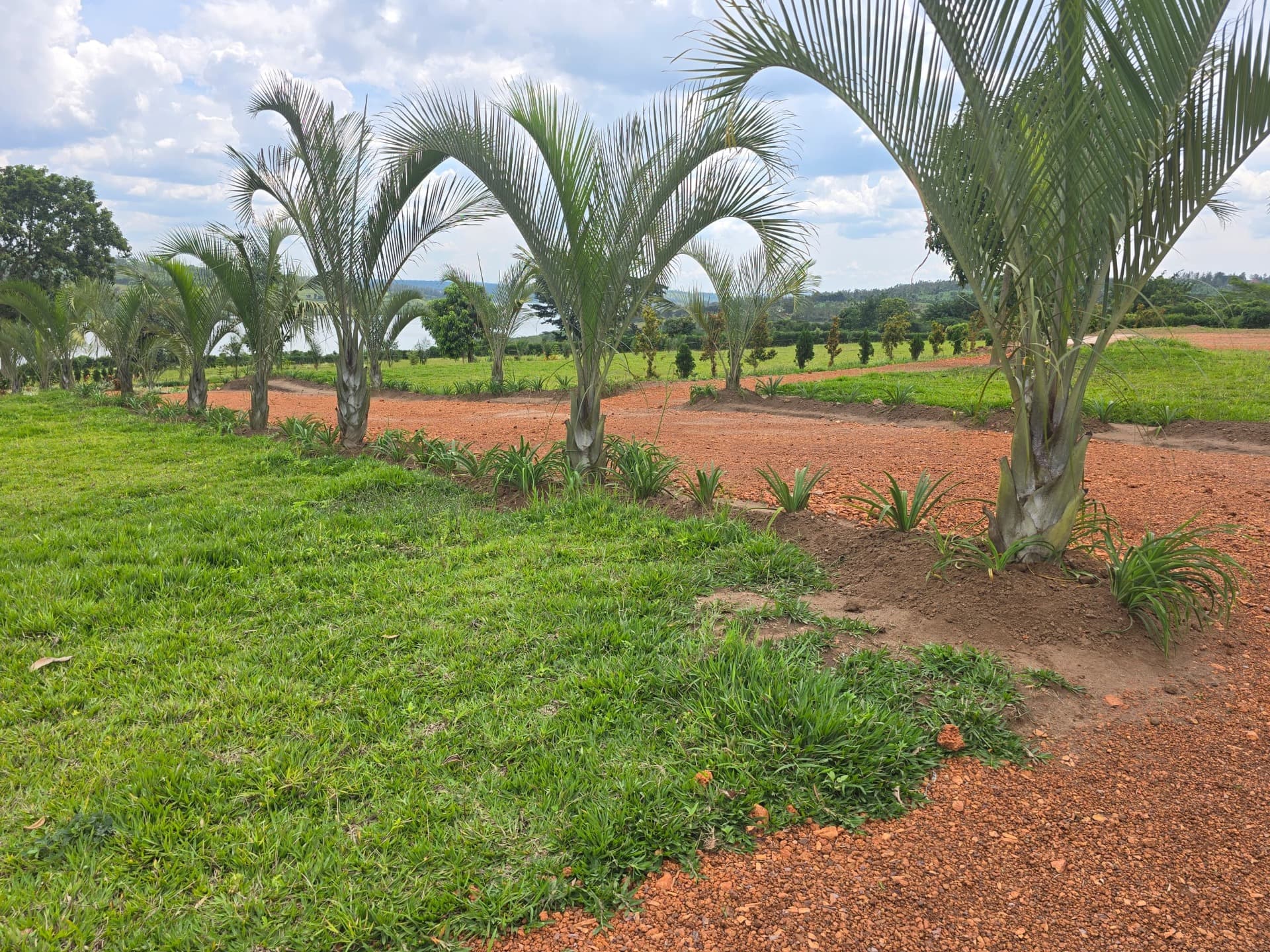 LAND FOR SALE IN MUHAZI - view 5